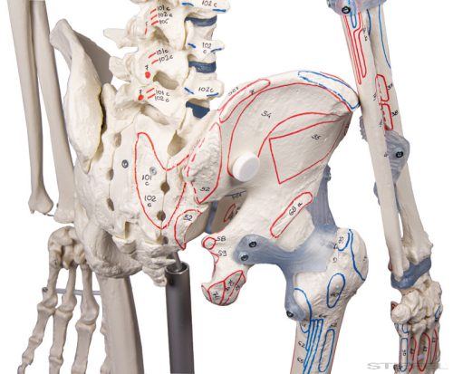Emberi csontváz izomjelekkel és szalagokkal, 176 cm
