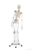 Emberi csontváz mozgatható gerinccel és szalagokkal, 176 cm