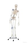   Emberi csontváz mozgatható gerinccel és szalagokkal, 176 cm