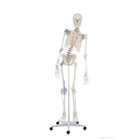   Emberi csontváz mozgatható gerinccel és szalagokkal, 176 cm