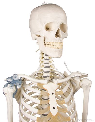 Emberi csontváz mozgatható gerinccel és szalagokkal, 176 cm