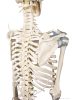 Emberi csontváz mozgatható gerinccel és szalagokkal, 176 cm