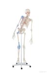   Emberi csontváz rugalmas gerincoszloppal, izomjelölésekkel és kötőszövetekkel, 176 cm