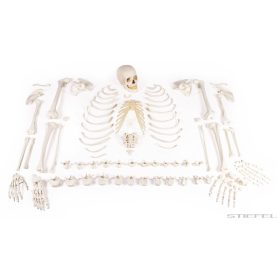 Emberi csontváz, összeszerelés nélkül