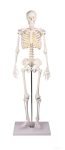  Miniatűr emberi csontváz, 80 cm