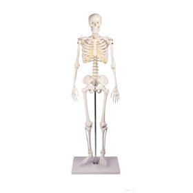 Miniatűr emberi csontváz, 80 cm