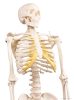  Miniatűr emberi csontváz, 80 cm
