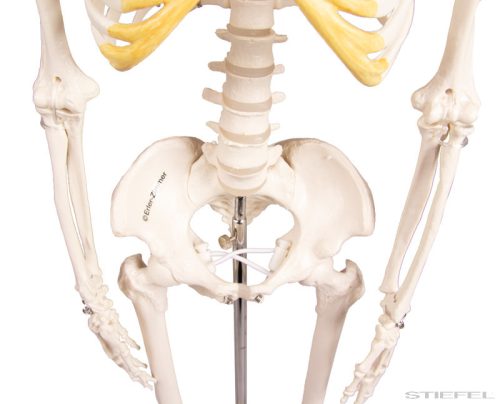 Miniatűr emberi csontváz, 80 cm