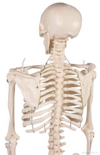 Miniatűr emberi csontváz, 80 cm