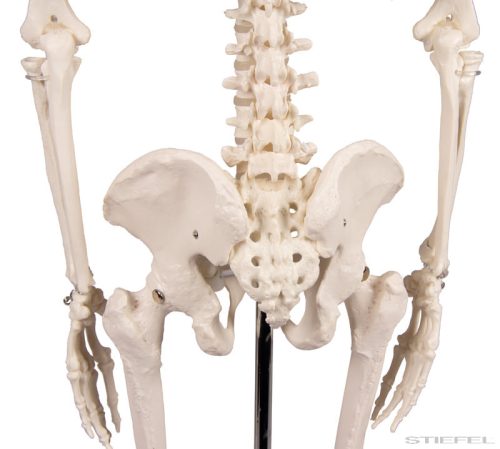 Miniatűr emberi csontváz, 80 cm