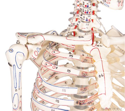 Miniatűr emberi csontváz izomjelekkel, 80 cm