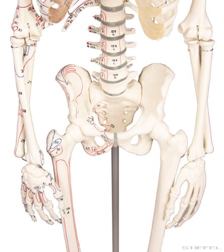 Miniatűr emberi csontváz izomjelekkel, 80 cm