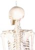 Miniatűr emberi csontváz izomjelekkel, 80 cm