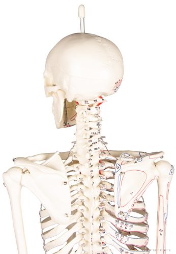 Miniatűr emberi csontváz izomjelekkel, 80 cm