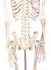 Miniatűr emberi csontváz izomjelekkel, 80 cm