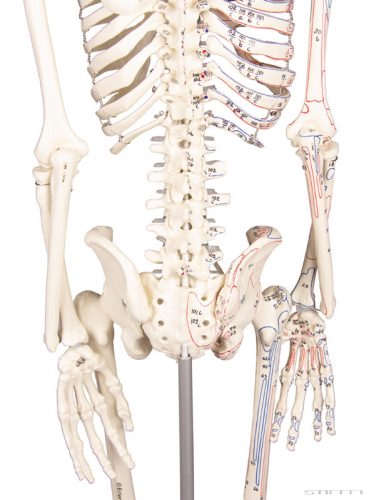Miniatűr emberi csontváz izomjelekkel, 80 cm