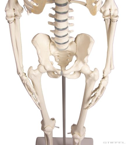 Miniatűr emberi csontváz mozgatható gerinccel, 80 cm