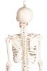Miniatűr emberi csontváz mozgatható gerinccel, 80 cm