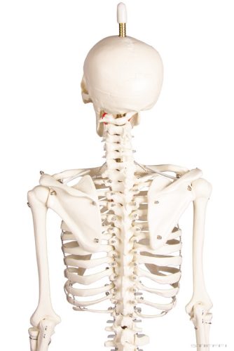 Miniatűr emberi csontváz mozgatható gerinccel, 80 cm