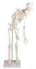 Miniatűr emberi csontváz mozgatható gerinccel, 80 cm