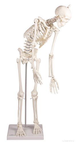 Miniatűr emberi csontváz mozgatható gerinccel, 80 cm