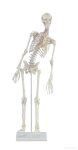   Miniatűr emberi csontváz mozgatható gerinccel és izomnyomokkal, 80 cm