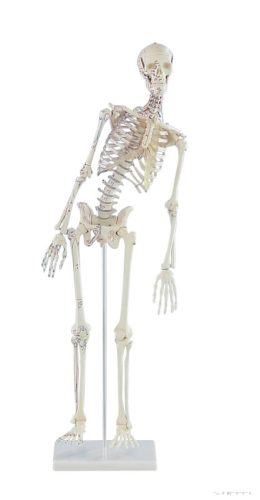 Miniatűr emberi csontváz mozgatható gerinccel és izomnyomokkal, 80 cm