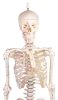 Miniatűr emberi csontváz mozgatható gerinccel és izomnyomokkal, 80 cm