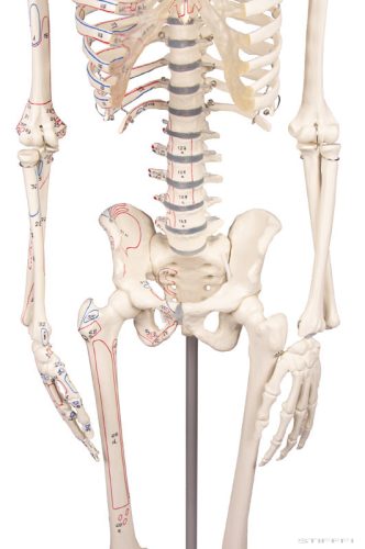 Miniatűr emberi csontváz mozgatható gerinccel és izomnyomokkal, 80 cm