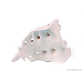 Keresztcsont farokcsonttal