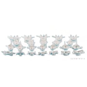 Csigolya, C1 - L5 (1 db)