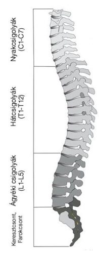Csigolya, C1 - L5 (1 db)