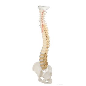 Gerincoszlop medencével, didaktikai