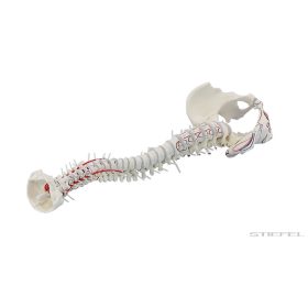 Gerincoszlop medence- és izomjelölésekkel