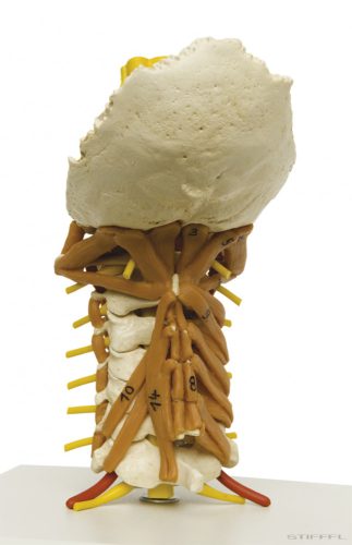 Nyaki gerincoszlop nyaki izmokkal