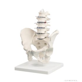 Ágyéki gerinc medencével