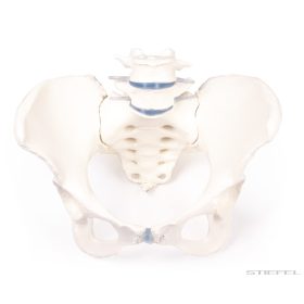 Női medenceöv 2 ágyéki csigolyával