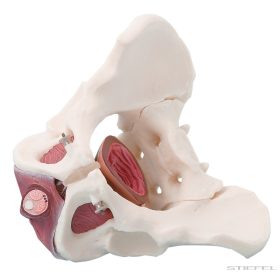 Medence (férfi) medencefenék izomzatával