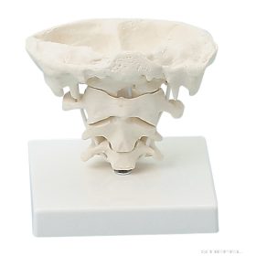 Fejcsuklók állványon