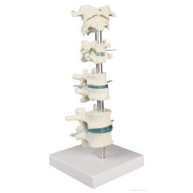 Csigolyagyűjtemény, 8 csigolya állványon