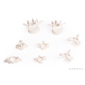 Csigolyagyűjtemény, 8 csigolya