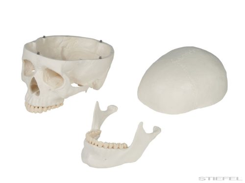 Koponya modell, 3 részes - EZ kiterjesztett valóság