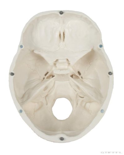 Koponya modell, 3 részes - EZ kiterjesztett valóság