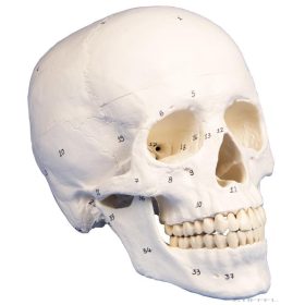 Koponya modell, 3 részes, számozott