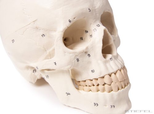 Koponya modell, 3 részes, számozott