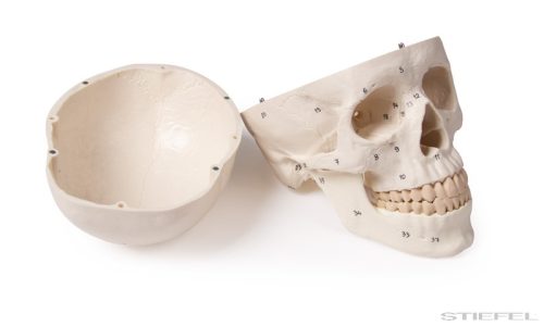 Koponya modell, 3 részes, számozott