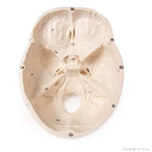 Koponya modell, 3 részes, számozott