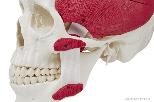 Koponya modell rágóizmokkal, 3 részes