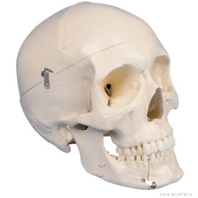 Koponya modell (fogászati), 4 részes