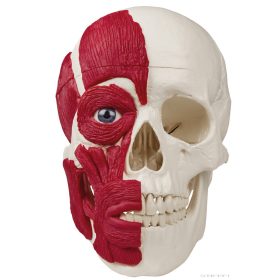 Koponya modell izmokkal